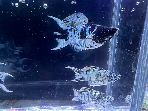 5-Pack Zebra Balloon Molly Live Fish Freshwater Aquarium Striped