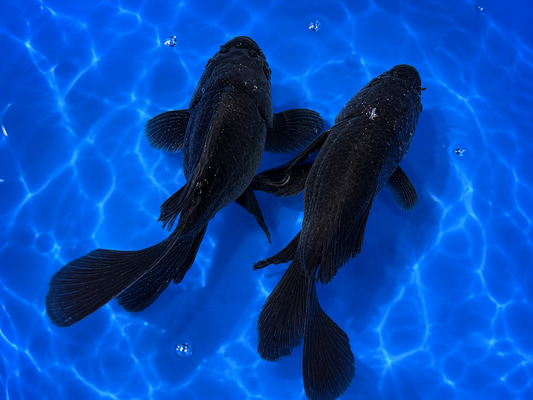 Black Short Body Koi 7-8" Live Fish Freshwater Pond Aquarium Ornamental Carp