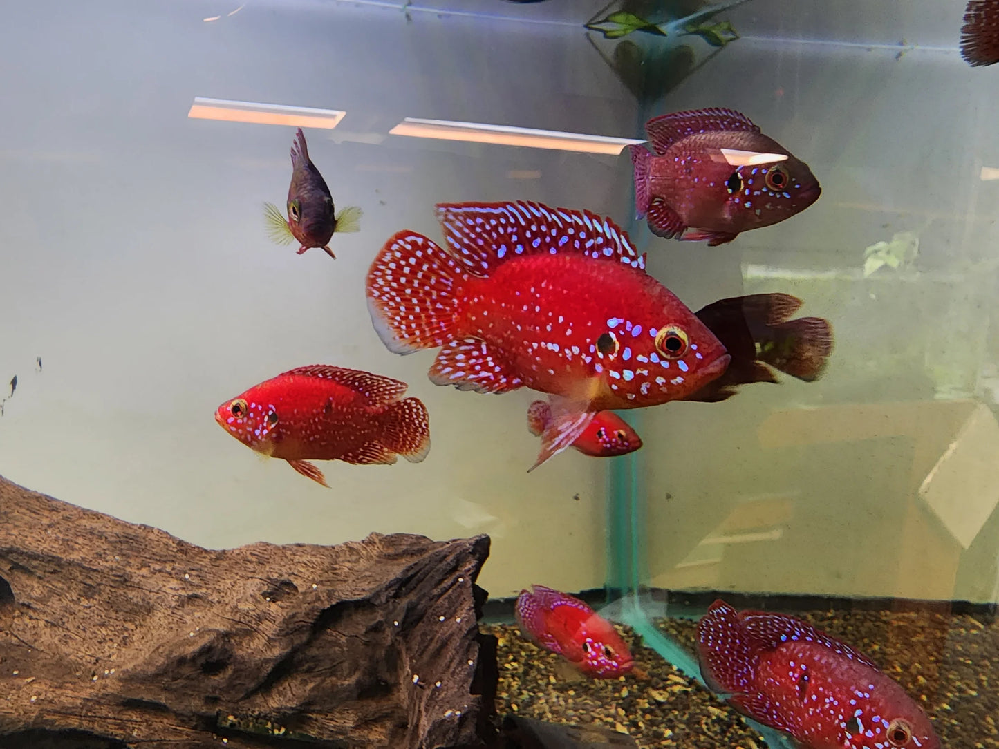 2-Pack Red Balloon Jewel African Cichlid Live Freshwater Fish 1.5-2"