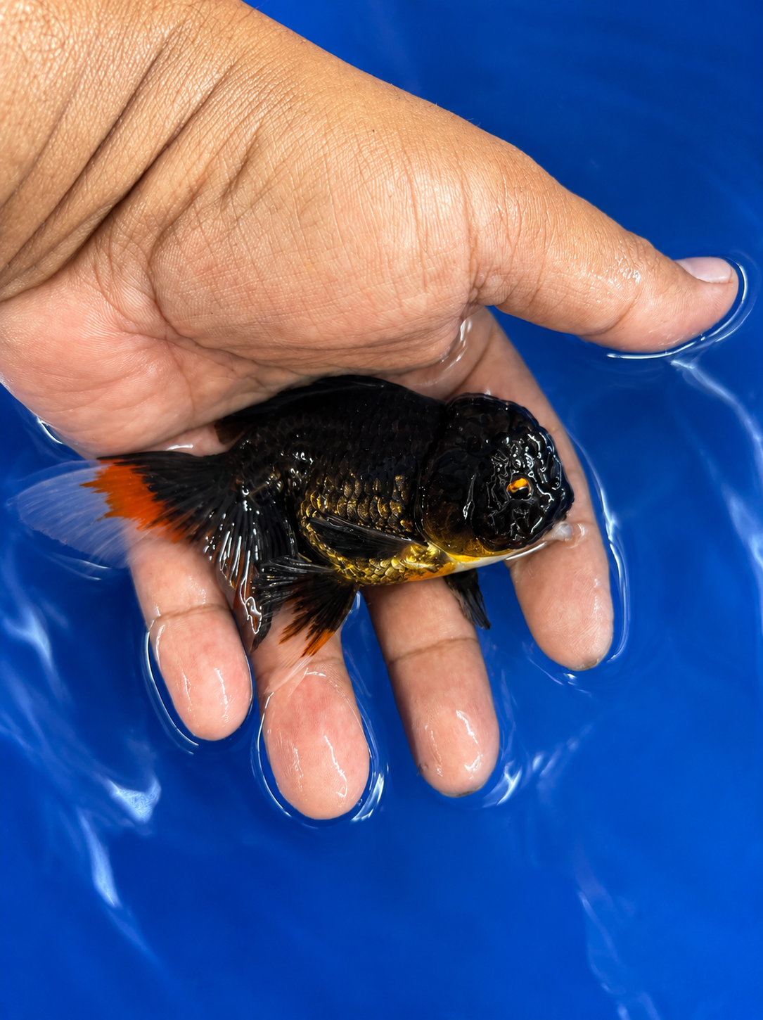 WYSIWYG Premium Tricolor Oranda Black Body 4-5" Live Fish Fancy Goldfish