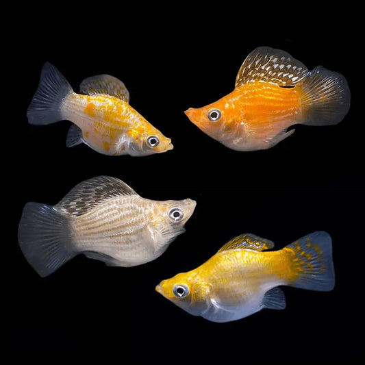 5-Pack Assorted Balloon Molly Live Fish Colorful Hardy Freshwater Aquarium