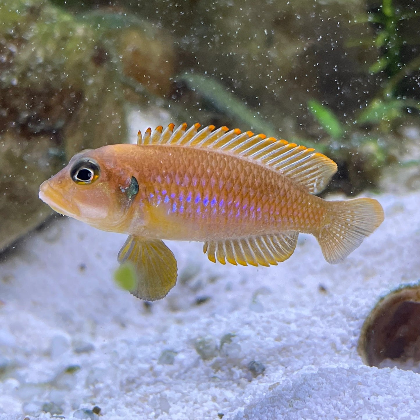 Gold Lamprologus Ocellatus African Cichlid Live Fish Shell Dweller 1"