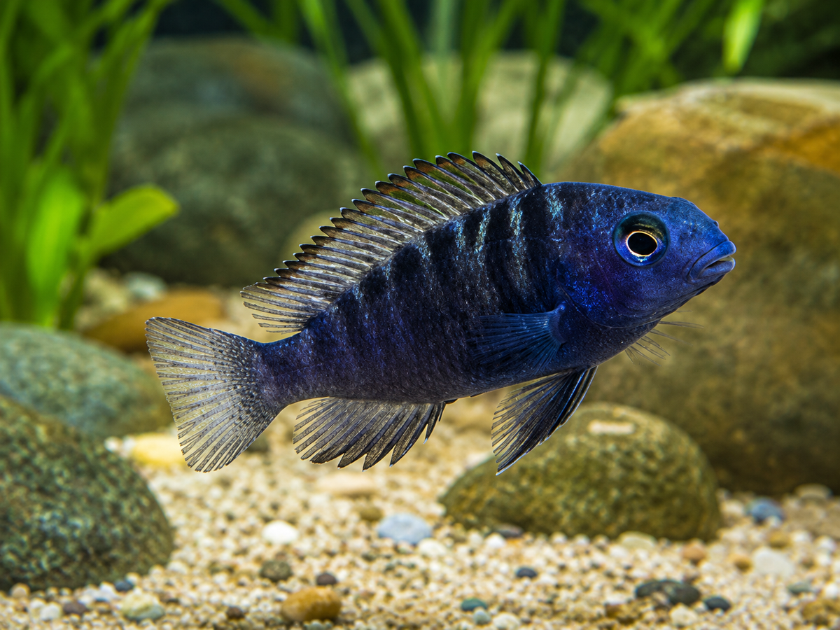 Cherry Spot Tropheus 1-1.5" Live Fish African Cichlid Tanganyika Freshwater Rare