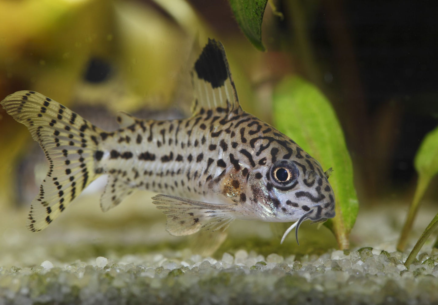 5-Pack Corydoras Julii Live Fish Freshwater Bottom Dwelling Catfish