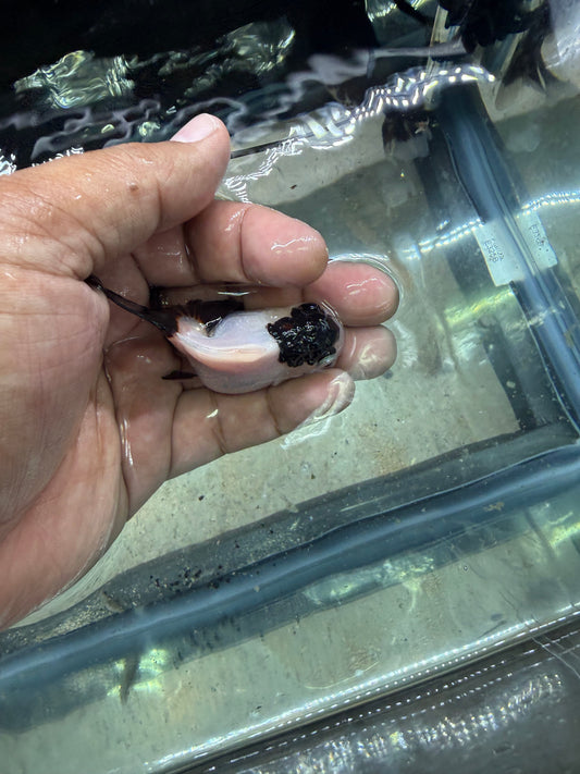 Panda Oranda Premium Goldfish Live Fish 2.5-3 Inch Fancy Black White