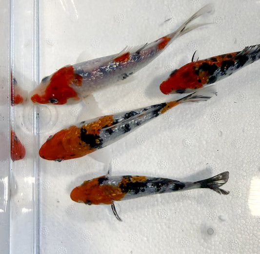 2-Pack Diamond Scale Tricolor Koi 4-5" Live Freshwater Pond Fish Premium Koi