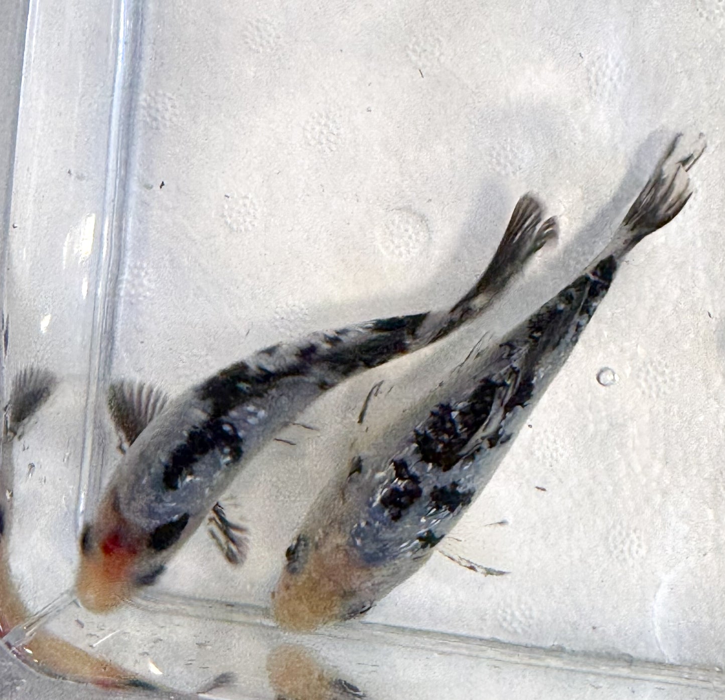 2-Pack Diamond Scale Shiro Bekko Koi 4-5" Live Freshwater Pond Fish