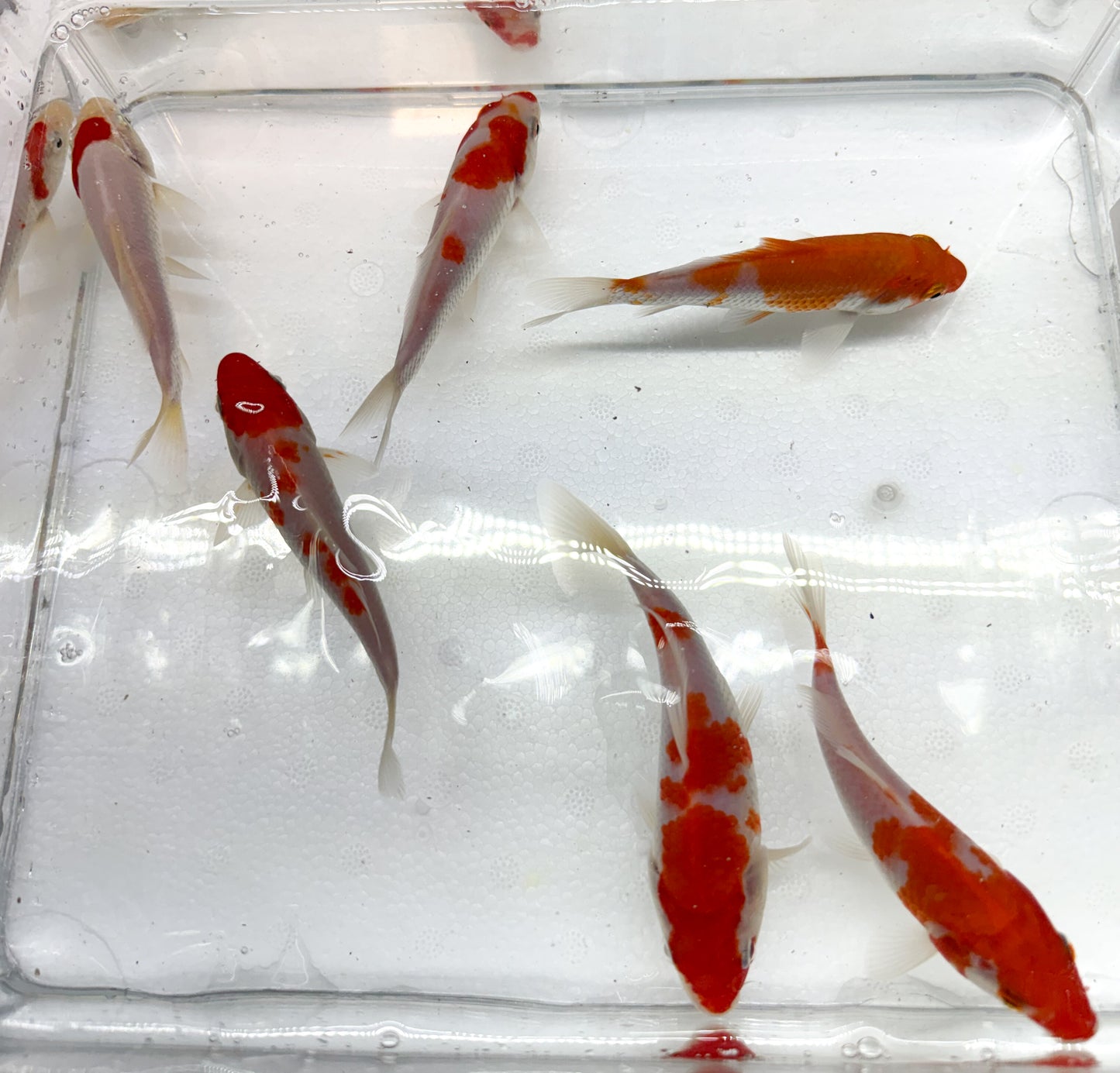 2-Pack Kohaku Koi 4-5" Live Freshwater Pond Fish Premium Red White Koi