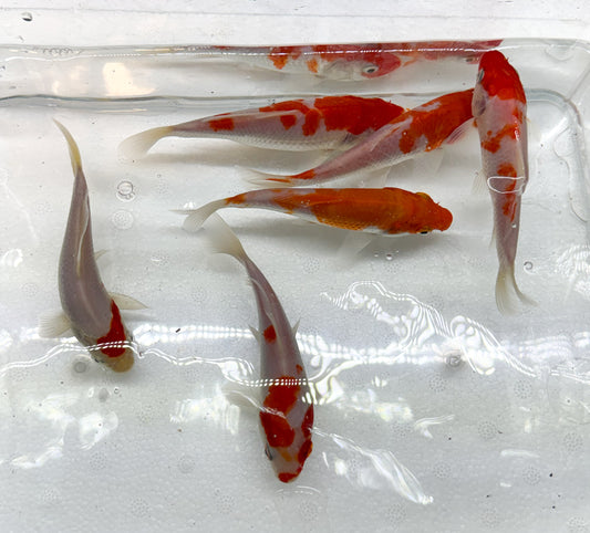 2-Pack Kohaku Koi 4-5" Live Freshwater Pond Fish Premium Red White Koi