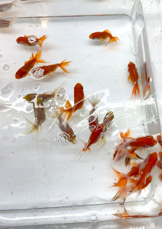5-Pack Assorted Fantail Goldfish 1.5-2" Live Fish Freshwater