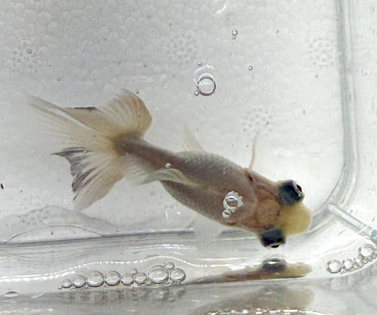 3-Pack White Butterfly Telescope Moor Goldfish 1.5-2" Live Fish