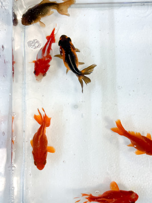 4-Pack Assorted Ryukin Short Tail Goldfish Live Freshwater Fancy Fish