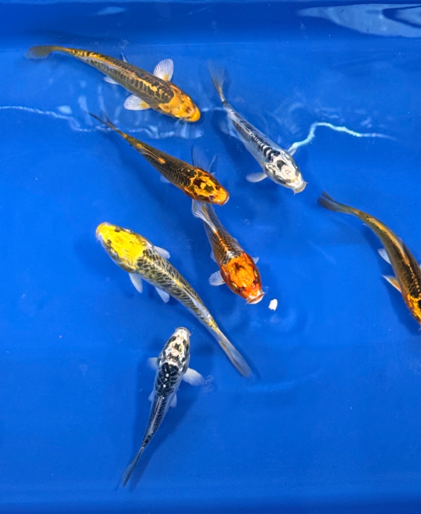 2-Pack Matsuba Koi 4-5" Live Fish Freshwater Pond Aquarium Ornamental Carp