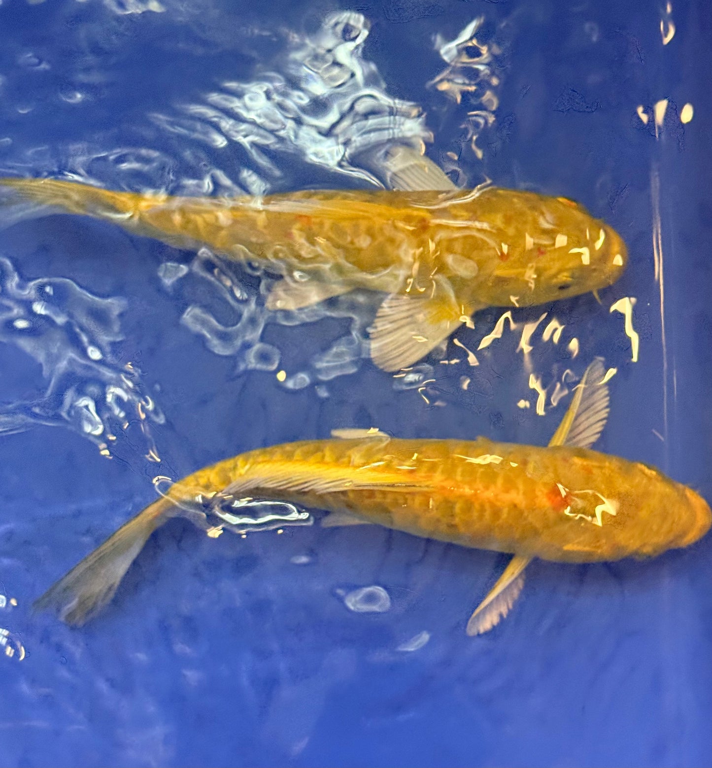 Doitsu ki Matsuba Koi 6-7" Live Fish Freshwater Pond Aquarium Nishikigoi