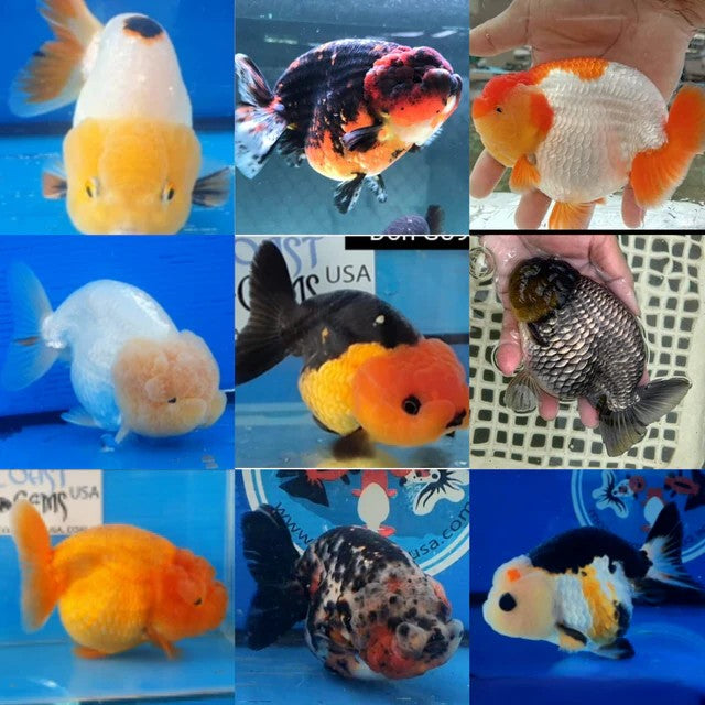 Ranchu Goldfish Live Fish Freshwater Aquarium 2.5-3 Inch Fancy