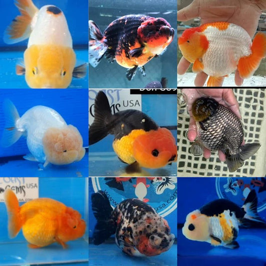 Ranchu Goldfish Live Fish Freshwater Aquarium 2.5-3 Inch Fancy