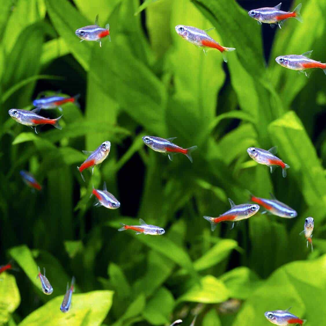5-Pack Neon Tetra Live Fish – Bright Schooling Freshwater Fish for Aquariums