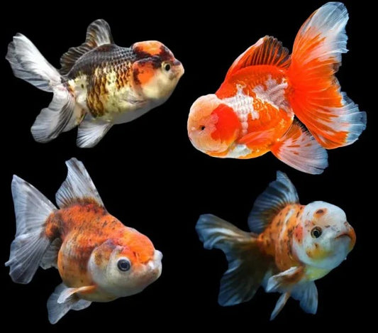Premium Oranda Goldfish Live Fish Freshwater Aquarium 2.5-3 Inch