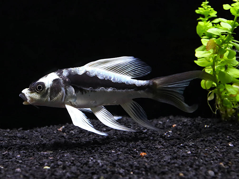 2-Pack Panda Longfin Butterfly Koi 4-5" Live Fish Premium Pond