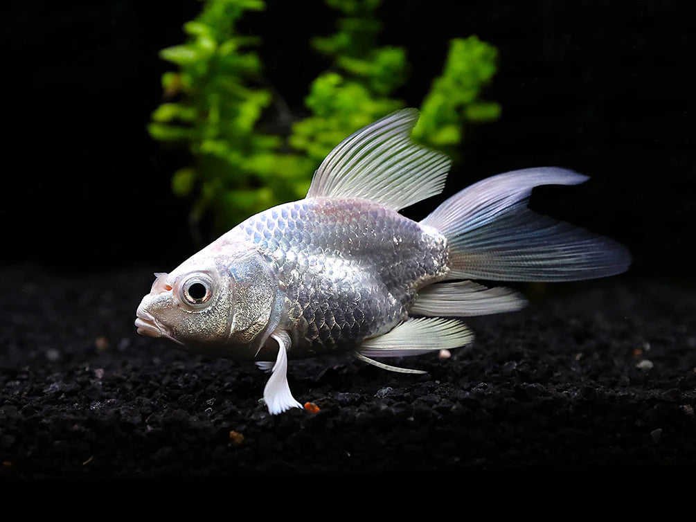 Platinum Longfin Short Body Koi Live Freshwater Pond Fish 3-3.5" Premium