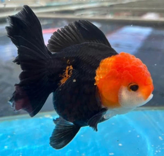 Tricolor Oranda Premium Goldfish Live Fish 3.5-4 Inch Fancy Multi Color