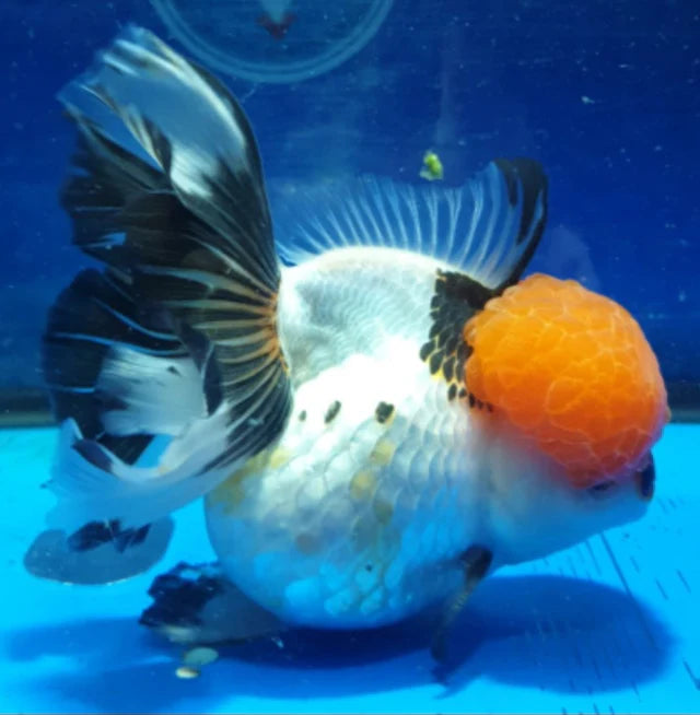 Tricolor Oranda Premium Goldfish Live Fish 2.5-3 Inch Fancy Multi Color