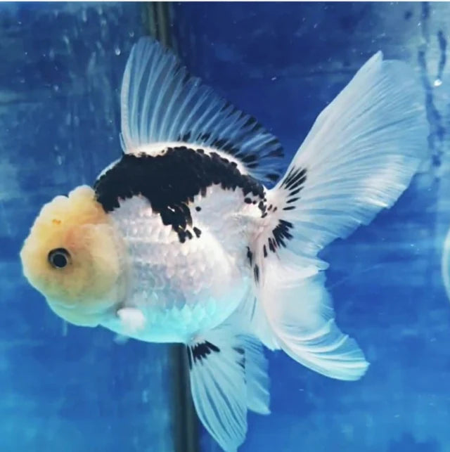 Panda Oranda Premium Goldfish Live Fish 3.5-4 Inch Fancy Black White