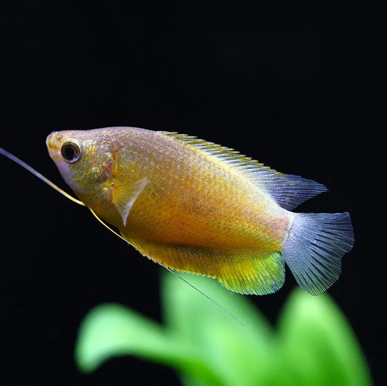 4-Pack Sunset Thicklip Gourami Live Fish Freshwater Peaceful Aquarium
