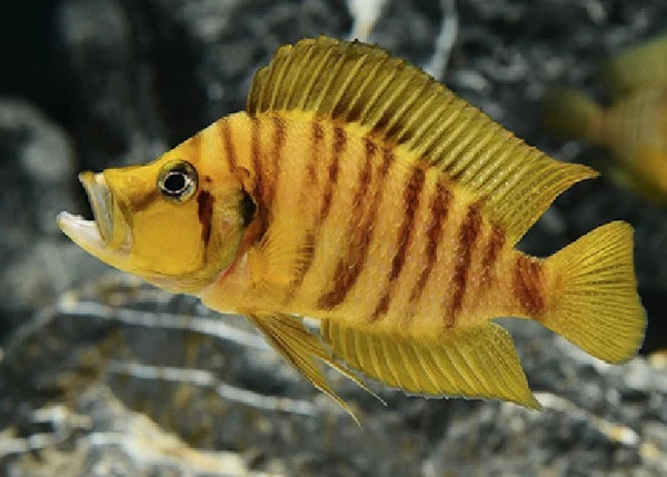 Yellow Calvus African Cichlid Live Fish 1.25” Altolamprologus Tanganyika