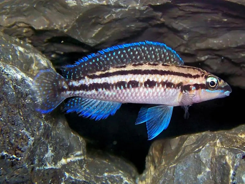 Julidochromis Dickfeldi 1-1.5" Live Fish African Cichlid Tanganyika Aquarium