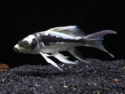2-Pack Mayan & Panda Butterfly Longfin Koi 4-5" Pond Live Fish
