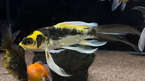 2-Pack Mayan & Panda Butterfly Longfin Koi 4-5" Pond Live Fish
