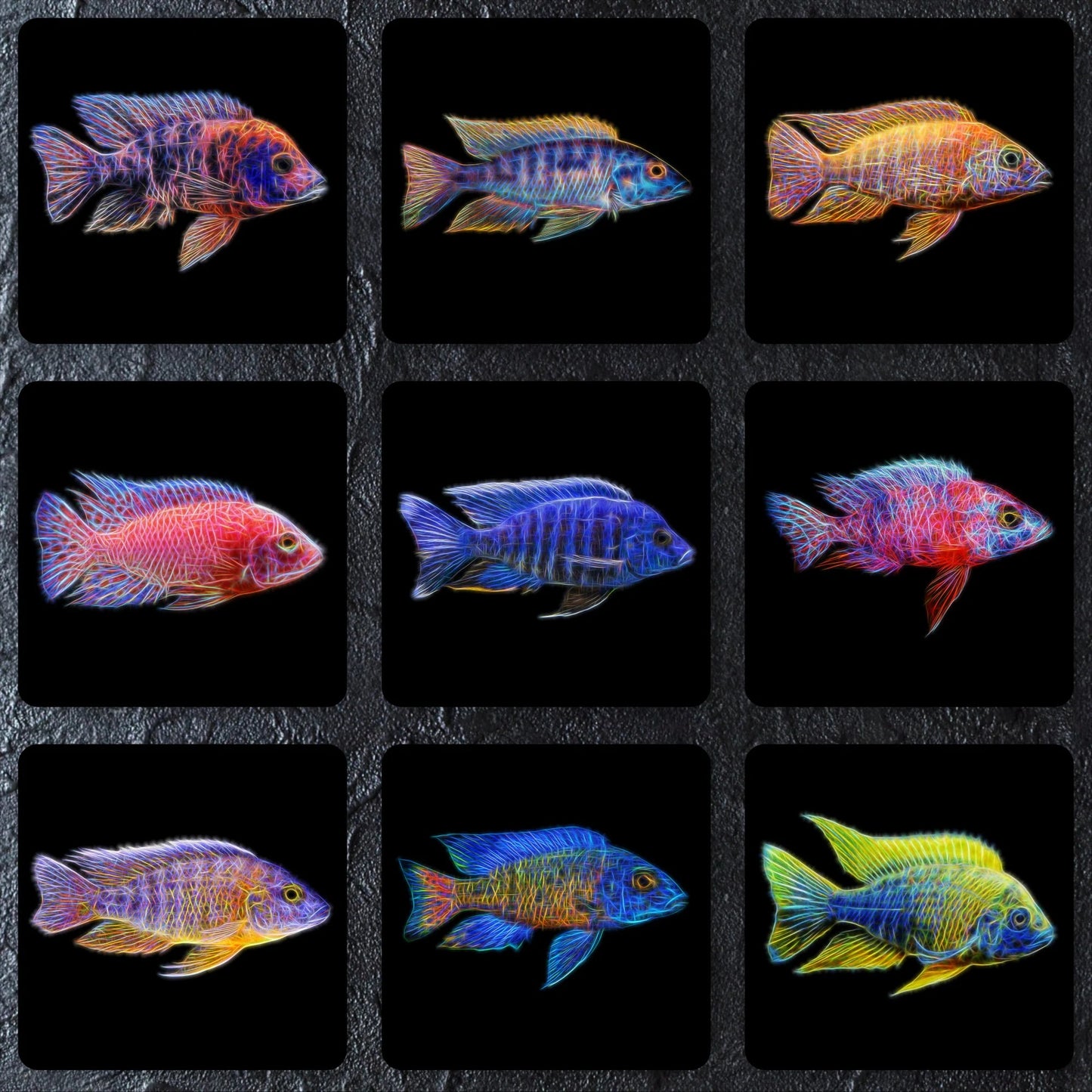 4-Pack African Cichlid Peacock 3-4 Inch Live Fish Freshwater Aquarium