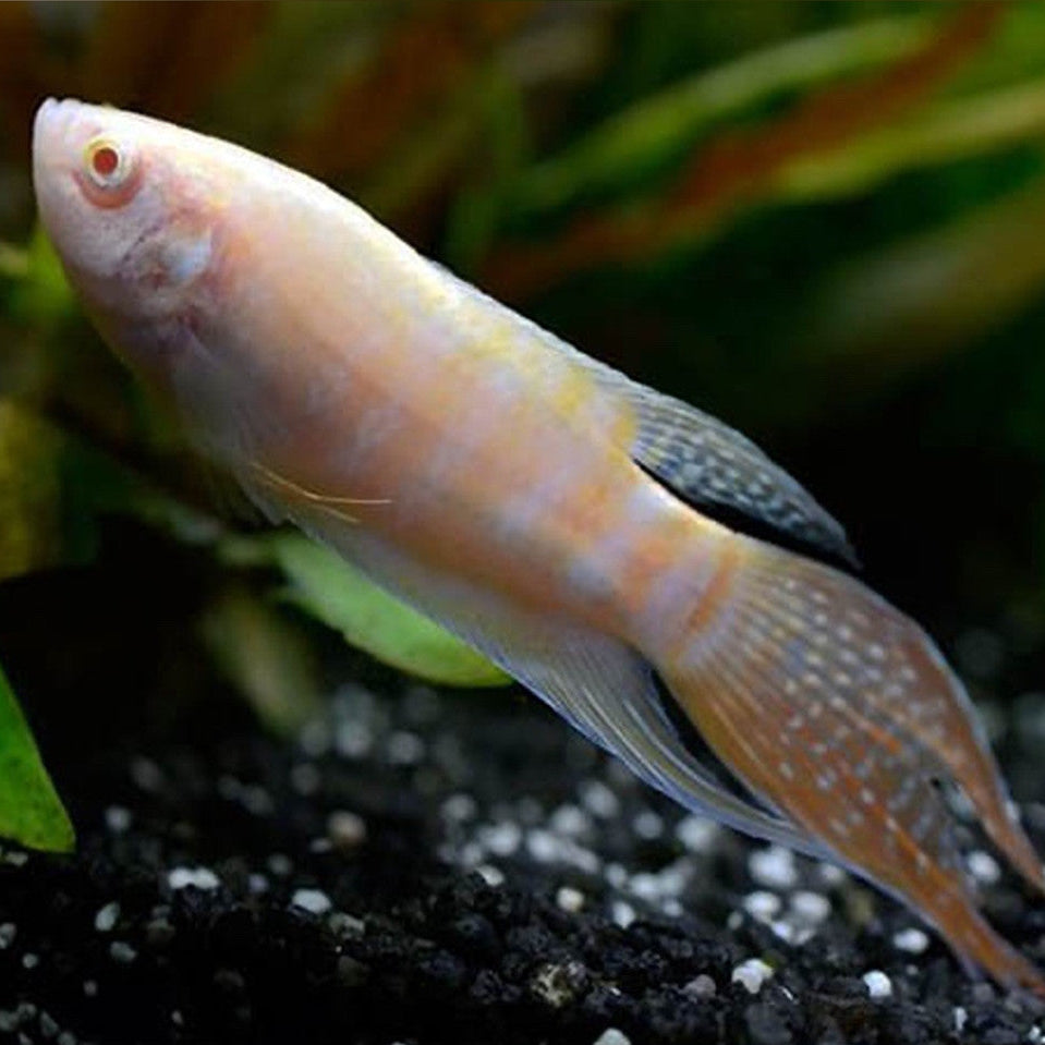 4-Pack Albino Paradise Gourami Live Fish Freshwater Peaceful Aquarium