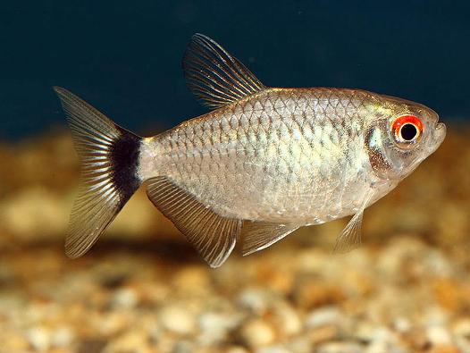 10-Pack Red Eye Tetra Live Fish for Freshwater Aquariums β Active Community Fish