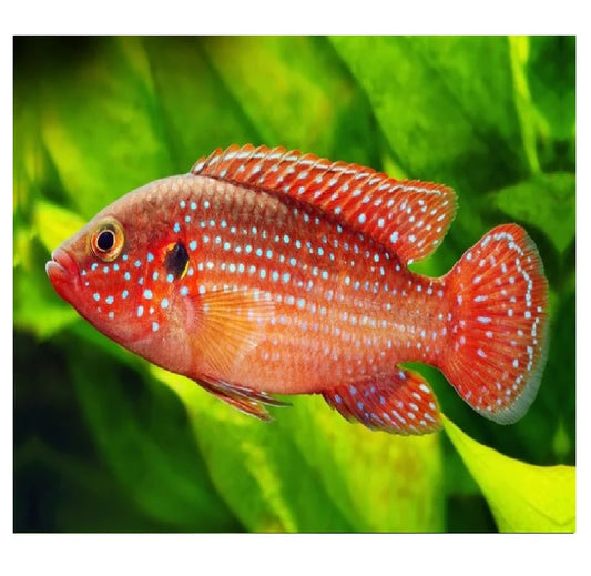 2-Pack Red Balloon Jewel African Cichlid Live Freshwater Fish 1.5-2"