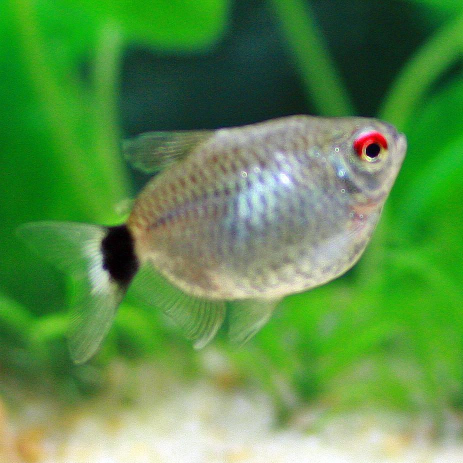 5-Pack Balloon Red Eye Tetra Live Fish Freshwater Community Aquarium