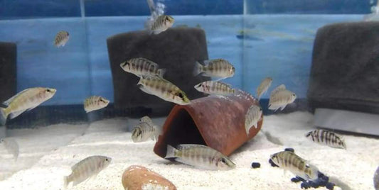 Yellow Calvus African Cichlid Live Fish 1.25” Altolamprologus Tanganyika