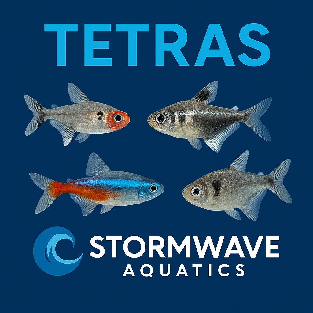 Tetras