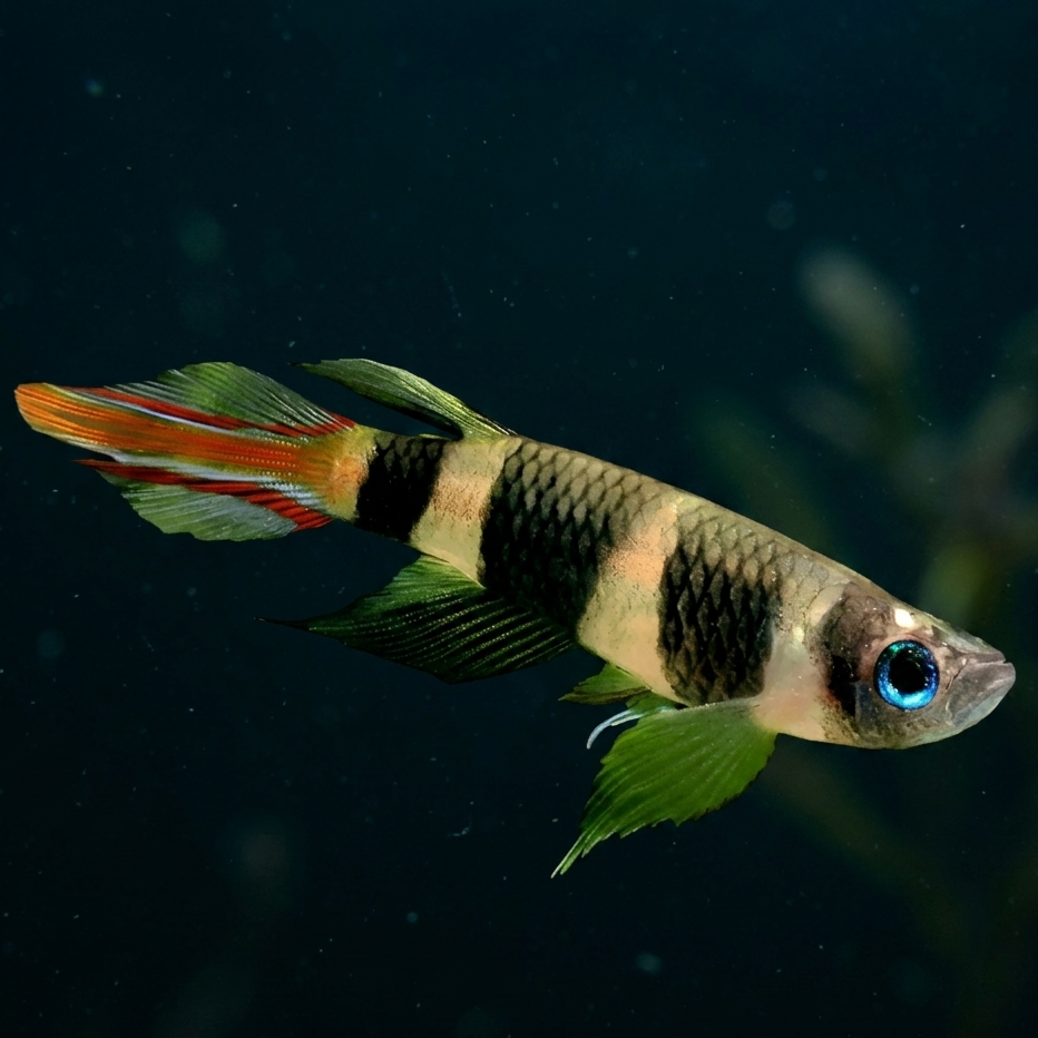 Killifish