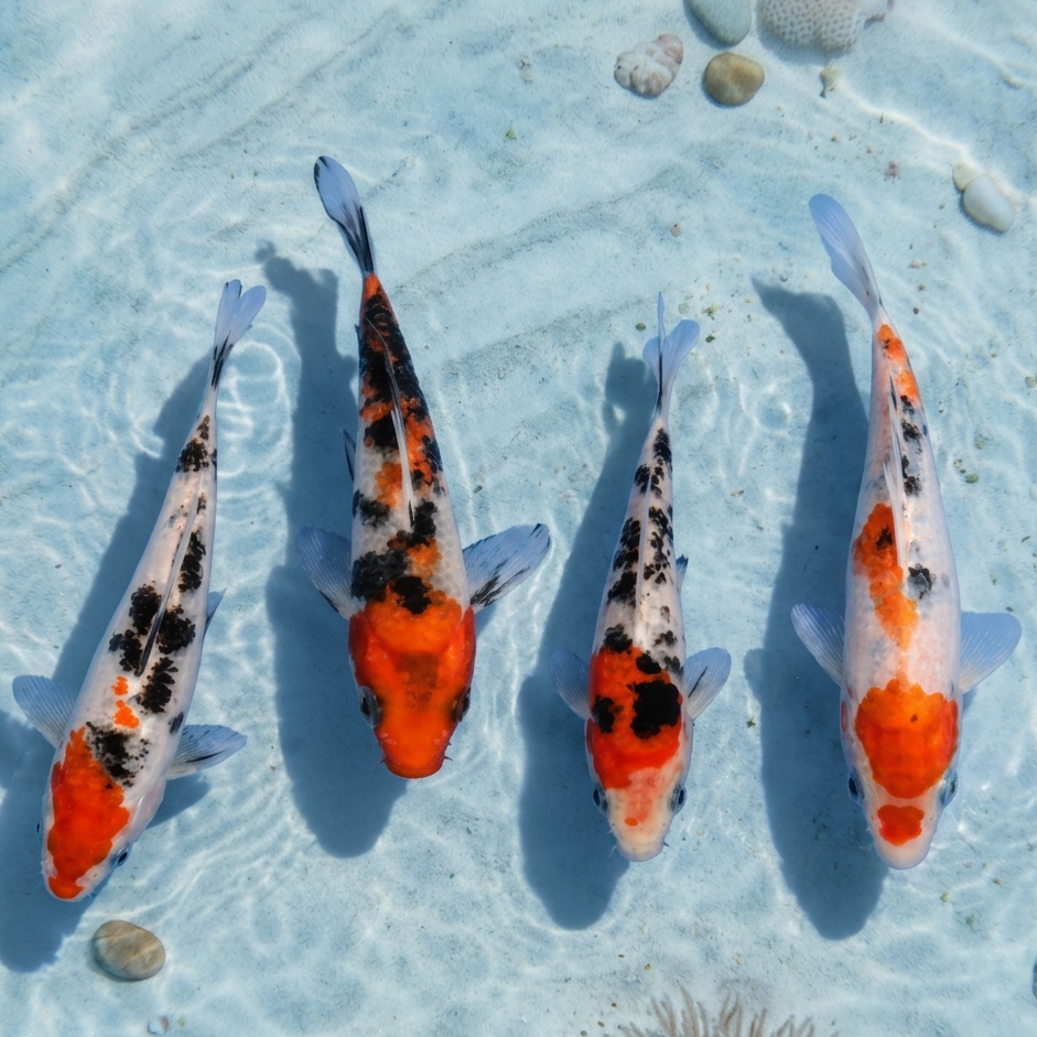 Koi