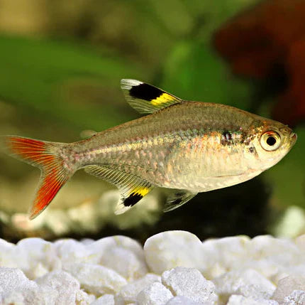 Tetras
