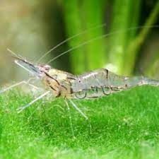Invertebrates
