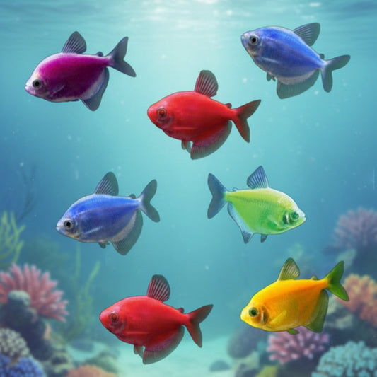 5-Pack Tetra Glofish Live Fish Fluorescent Neon Bright Aquarium Fish