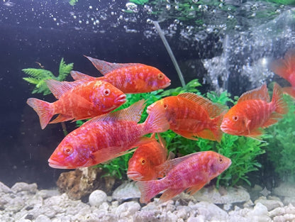 2-Pack Super Red Albino OB Peacock African Cichlid 2.5-3" Live Fish