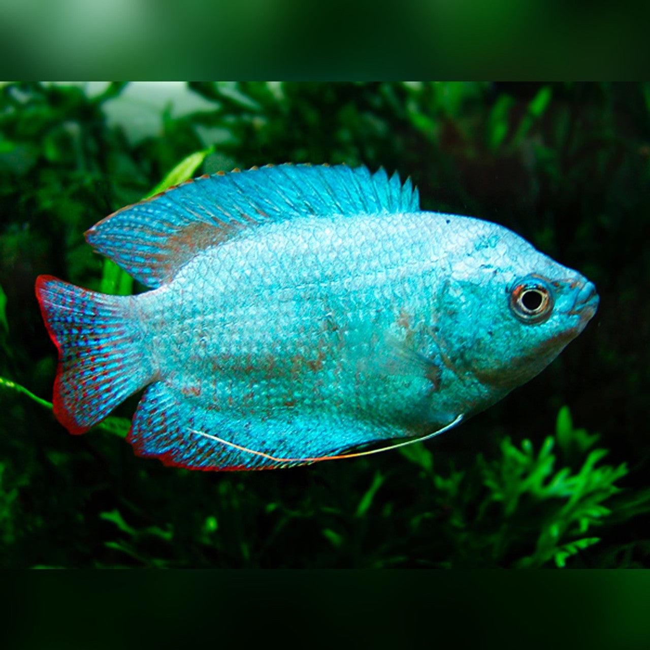 4-Pack Powder Blue Dwarf Gourami Live Fish Freshwater Community Aquarium