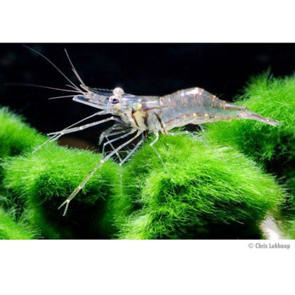 100-Pack Ghost Shrimp Feeder Live Freshwater Aquarium Clean-Up Crew