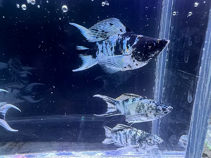 5-Pack Zebra Balloon Molly Live Fish Freshwater Aquarium Striped