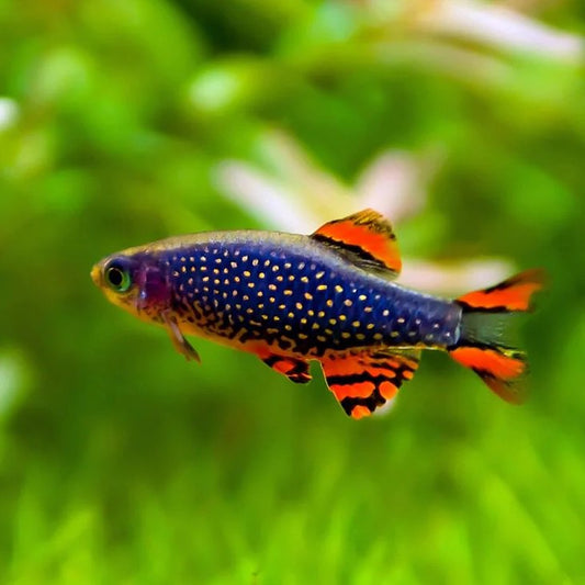 5-Pack Galaxy Rasbora Live Fish Nano Freshwater Schooling for Planted Tanks