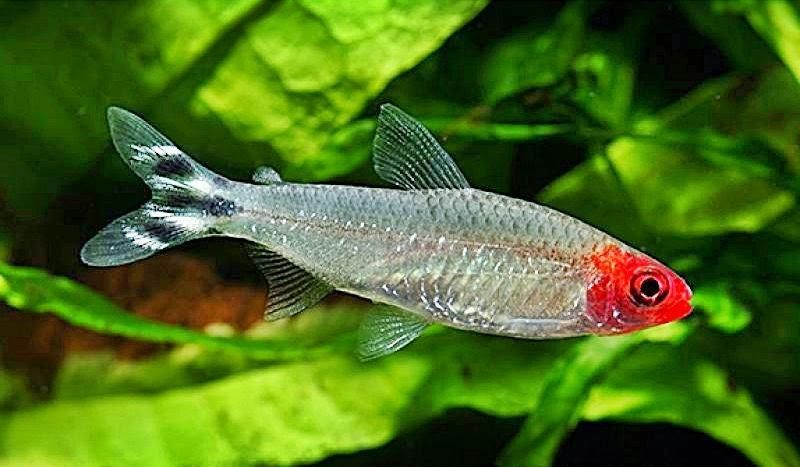 5-Pack Rummy Nose Tetra Live Fish Freshwater Peaceful Community Aquarium